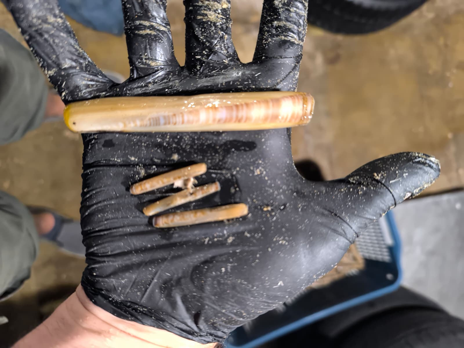 MollusCa Blu, i dati confermano l’efficacia delle arature sui fondali sabbiosi salernitani. Buoni segnali per le prove di riattivazione del cannolicchio nel napoletano